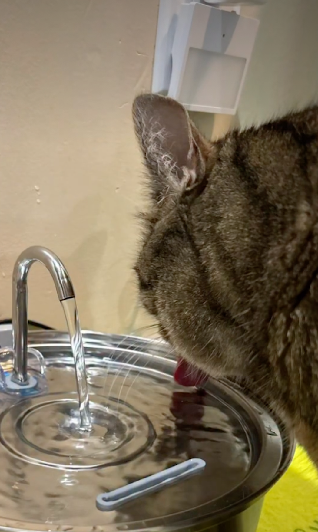 A macskád végre eleget fog inni - természetes módon!